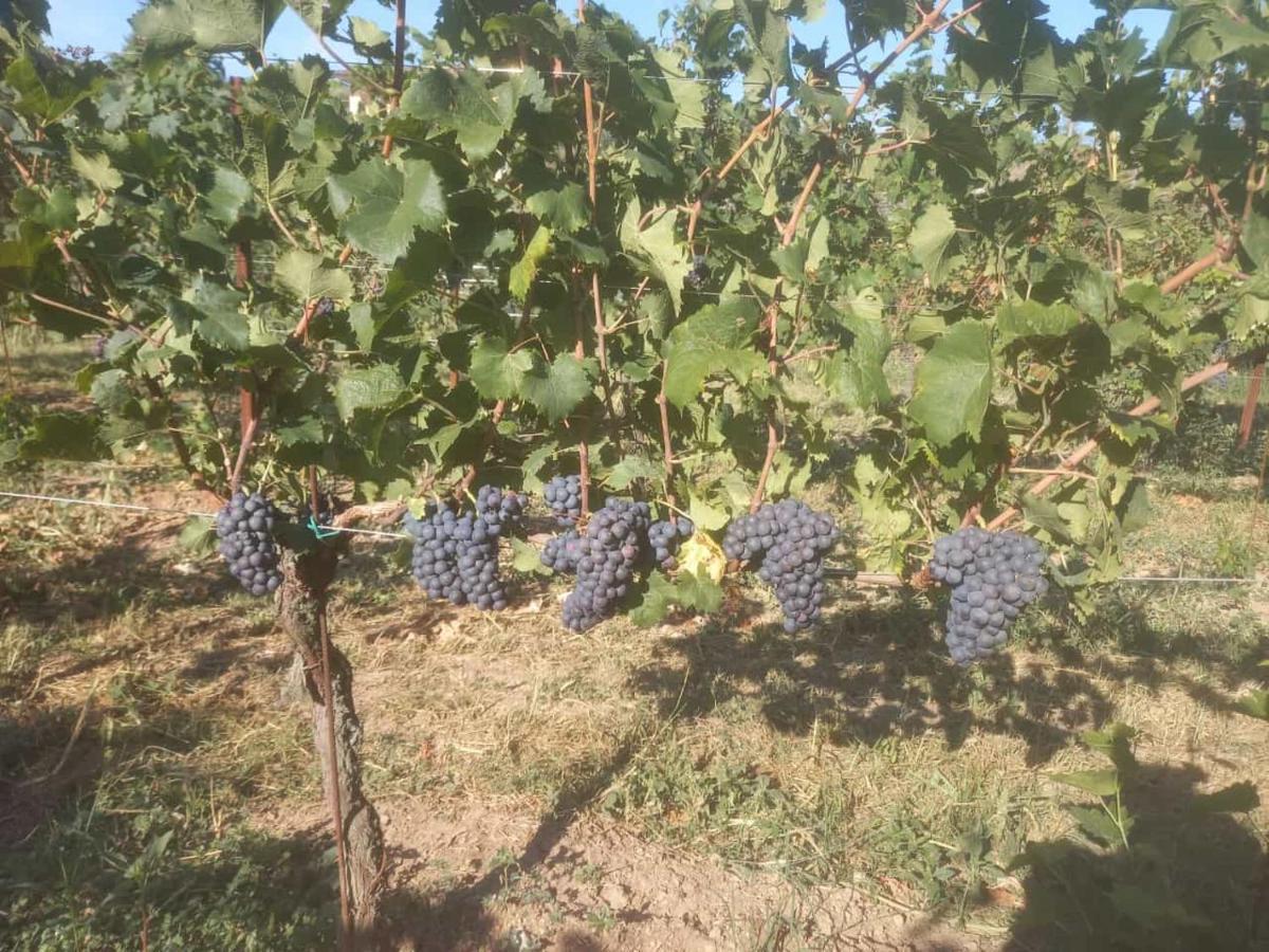 Agriturismo Fioralba Polpenazze del Garda Luaran gambar